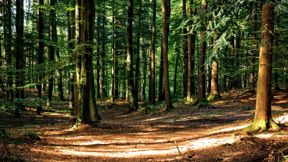 Framtidens skogsbruk i Sverige?